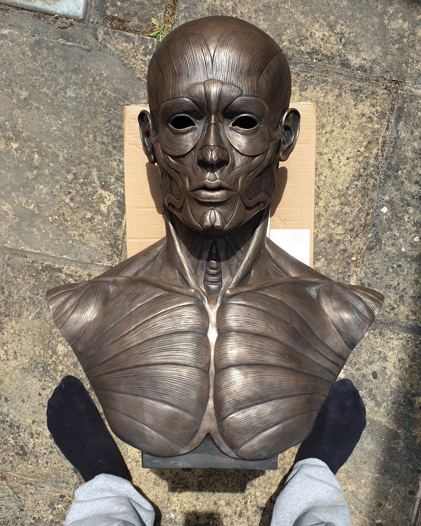 Ecorche (Life Size)