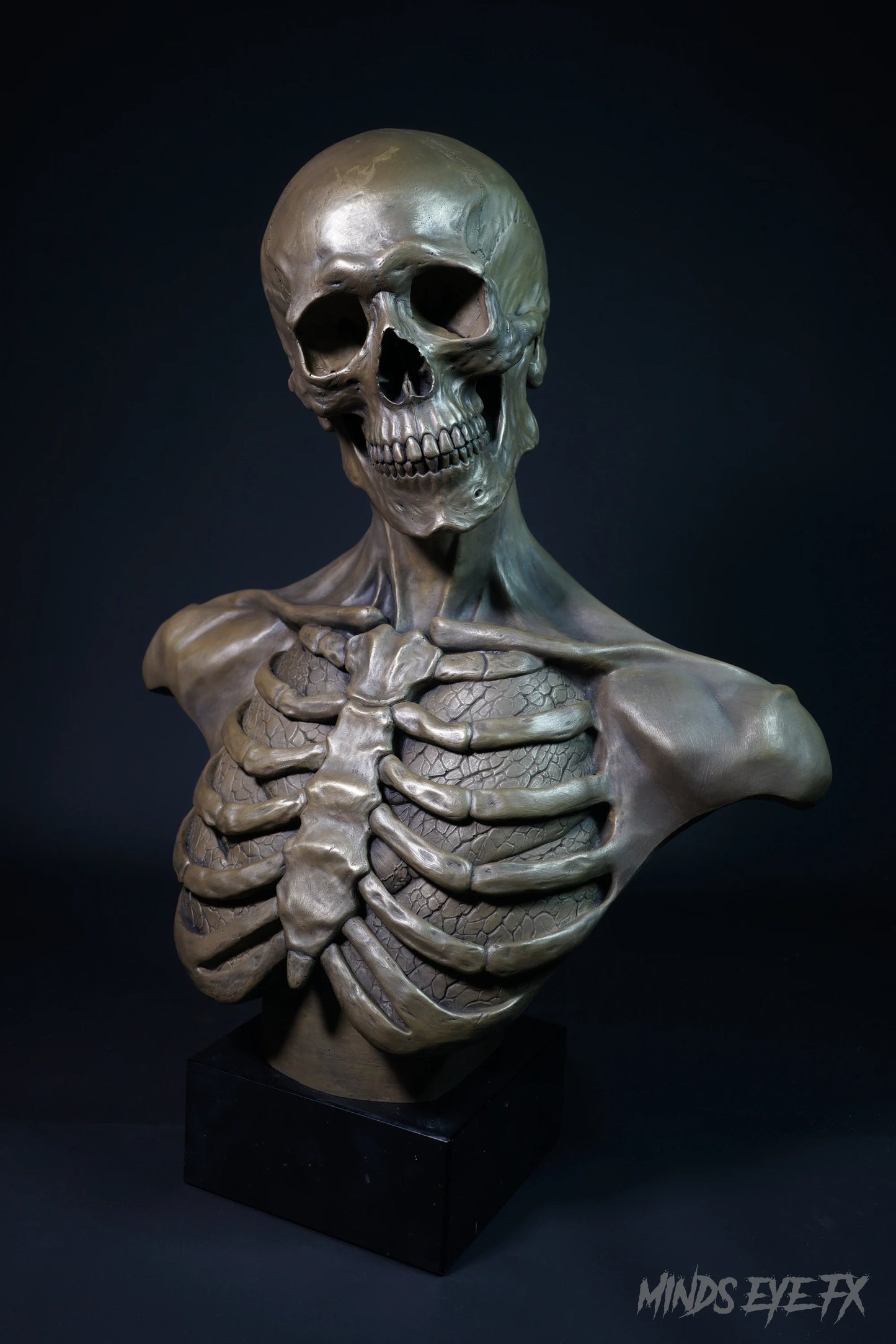 Skeletal Anatomy Bust