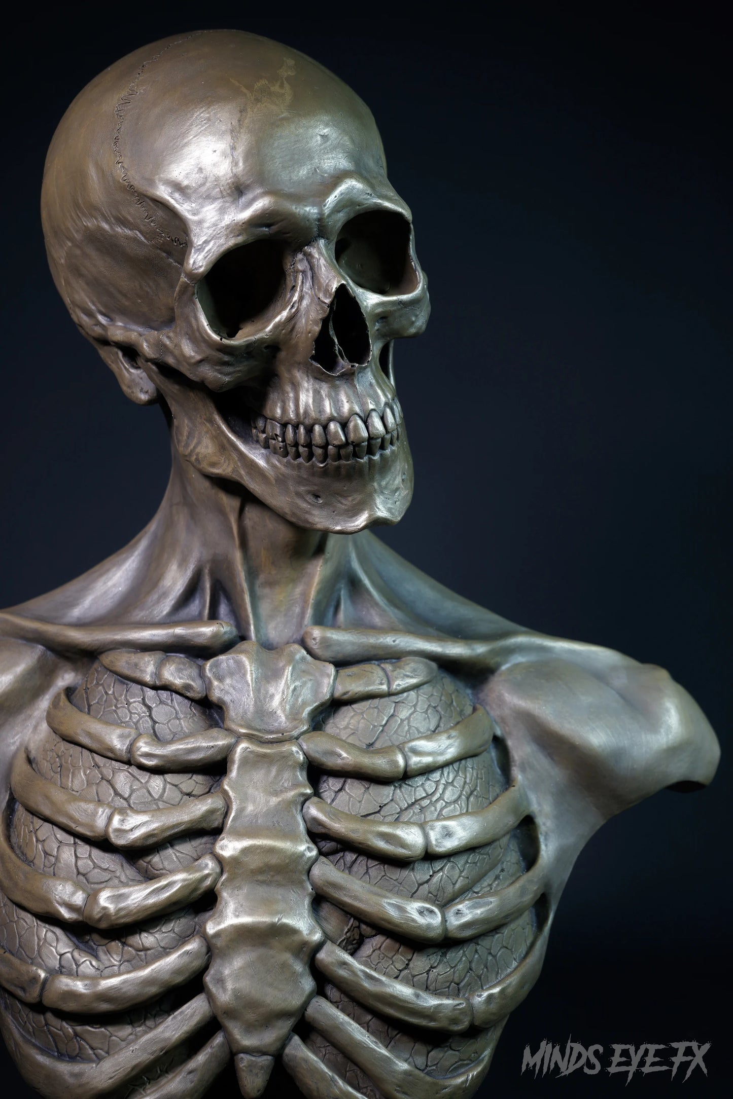 Skeletal Anatomy Bust