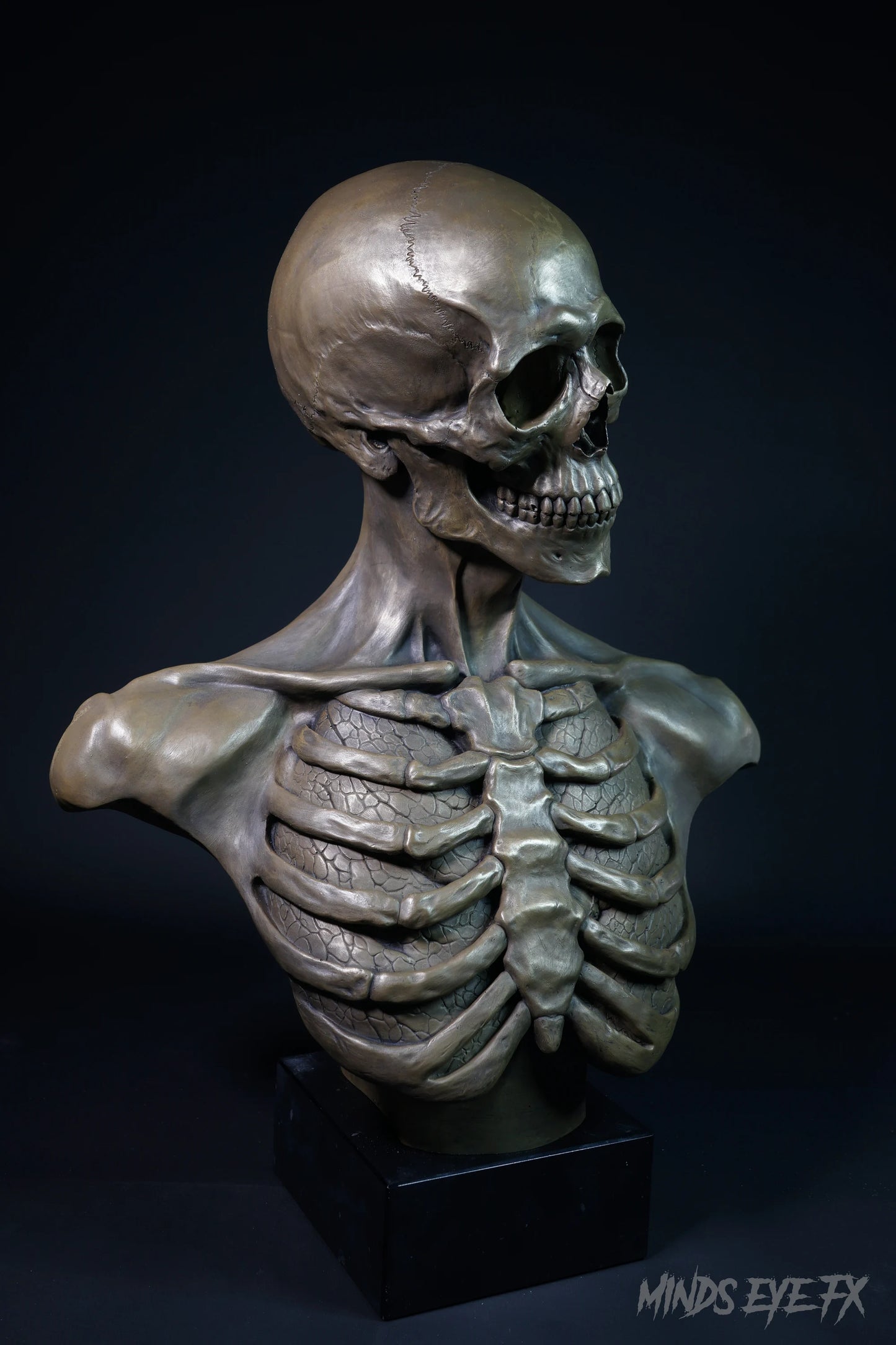 Skeletal Anatomy Bust