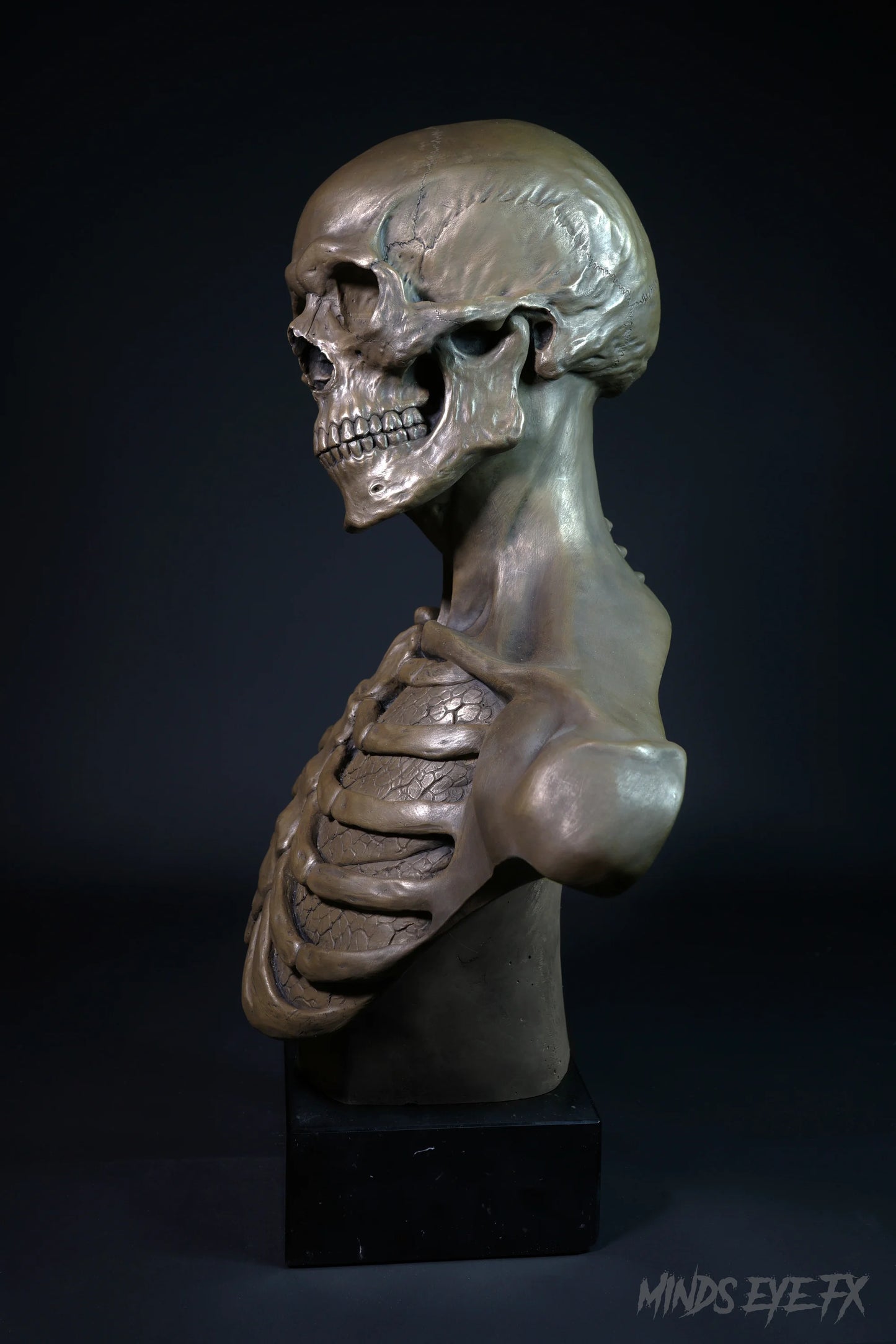 Skeletal Anatomy Bust