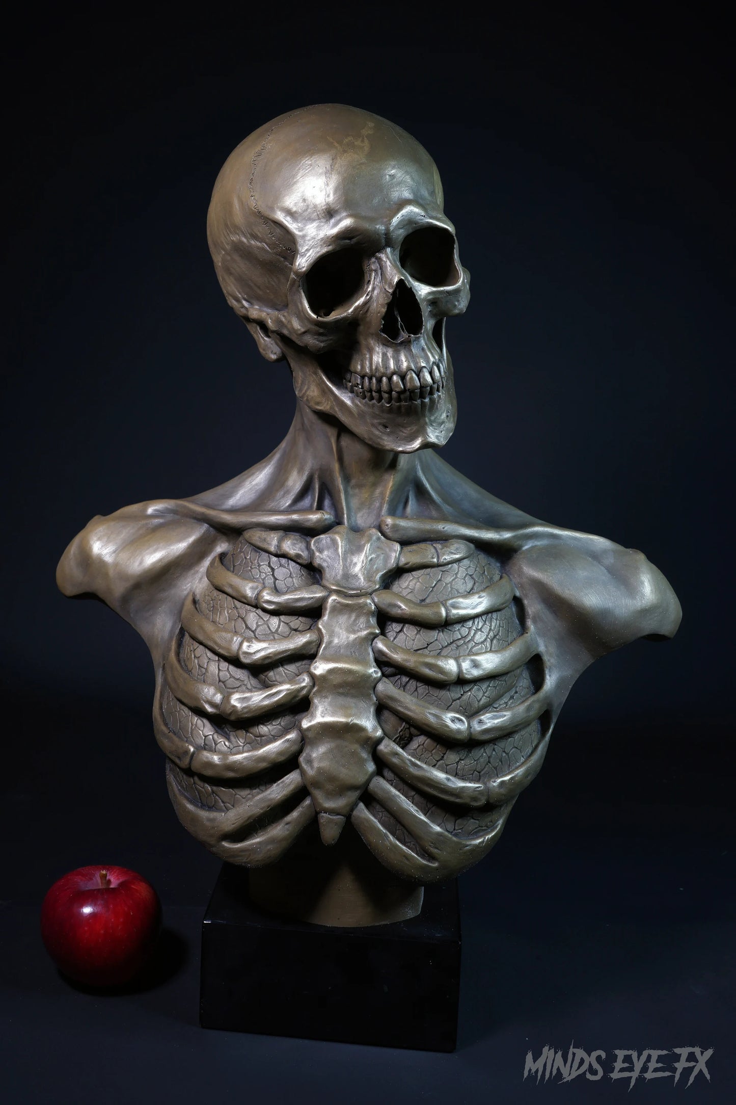 Skeletal Anatomy Bust