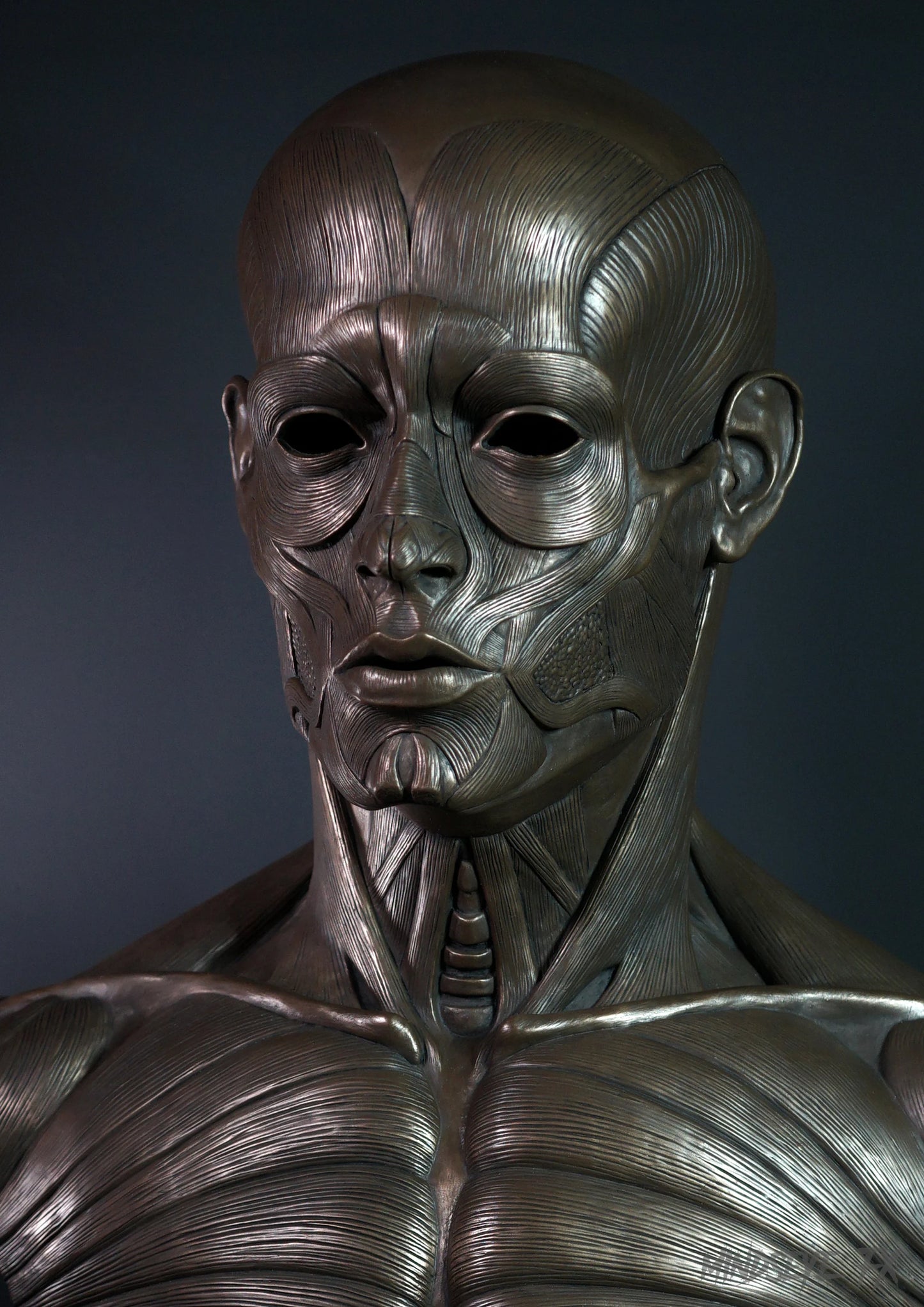 Ecorche (Life Size)