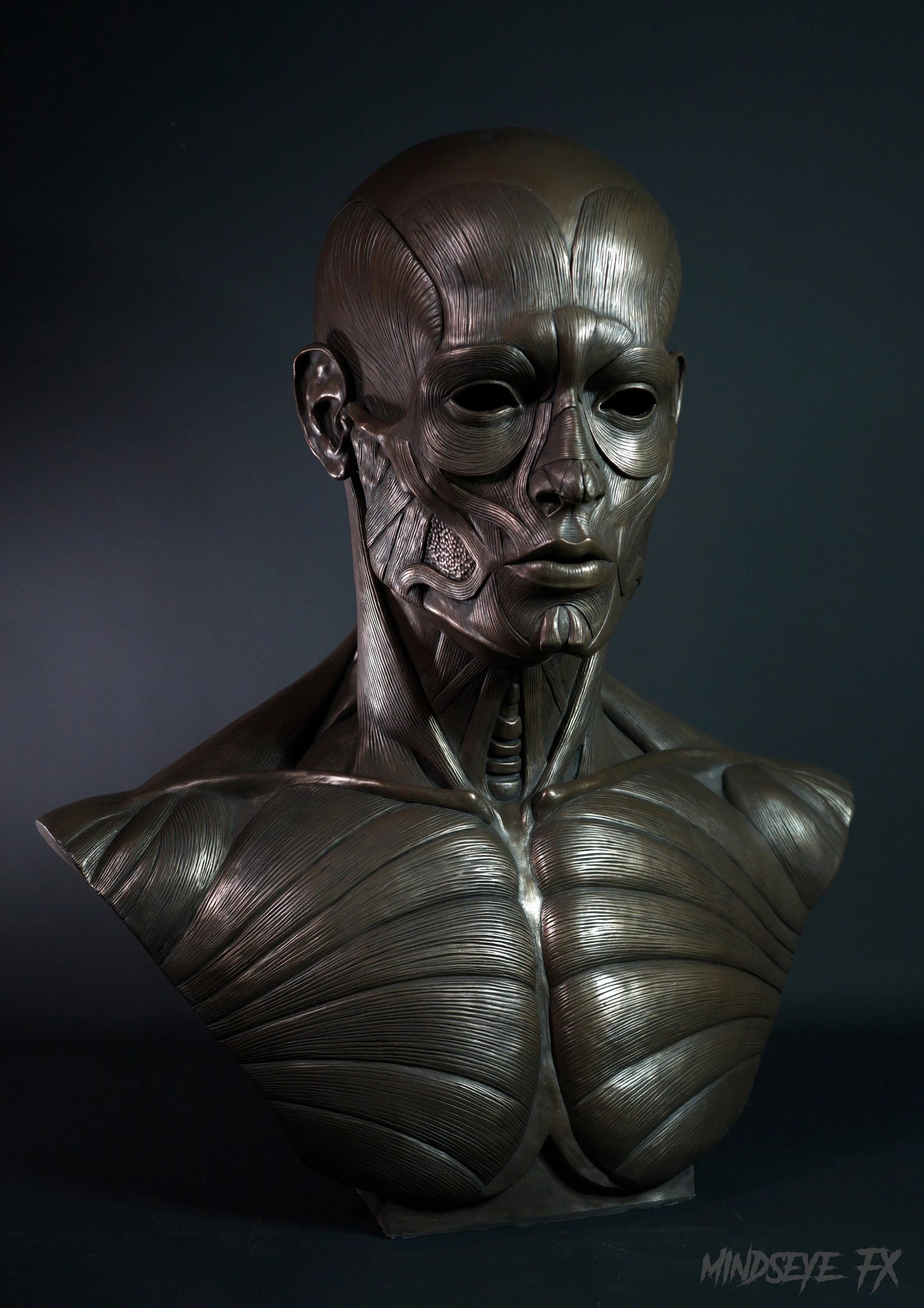 Ecorche (Life Size)