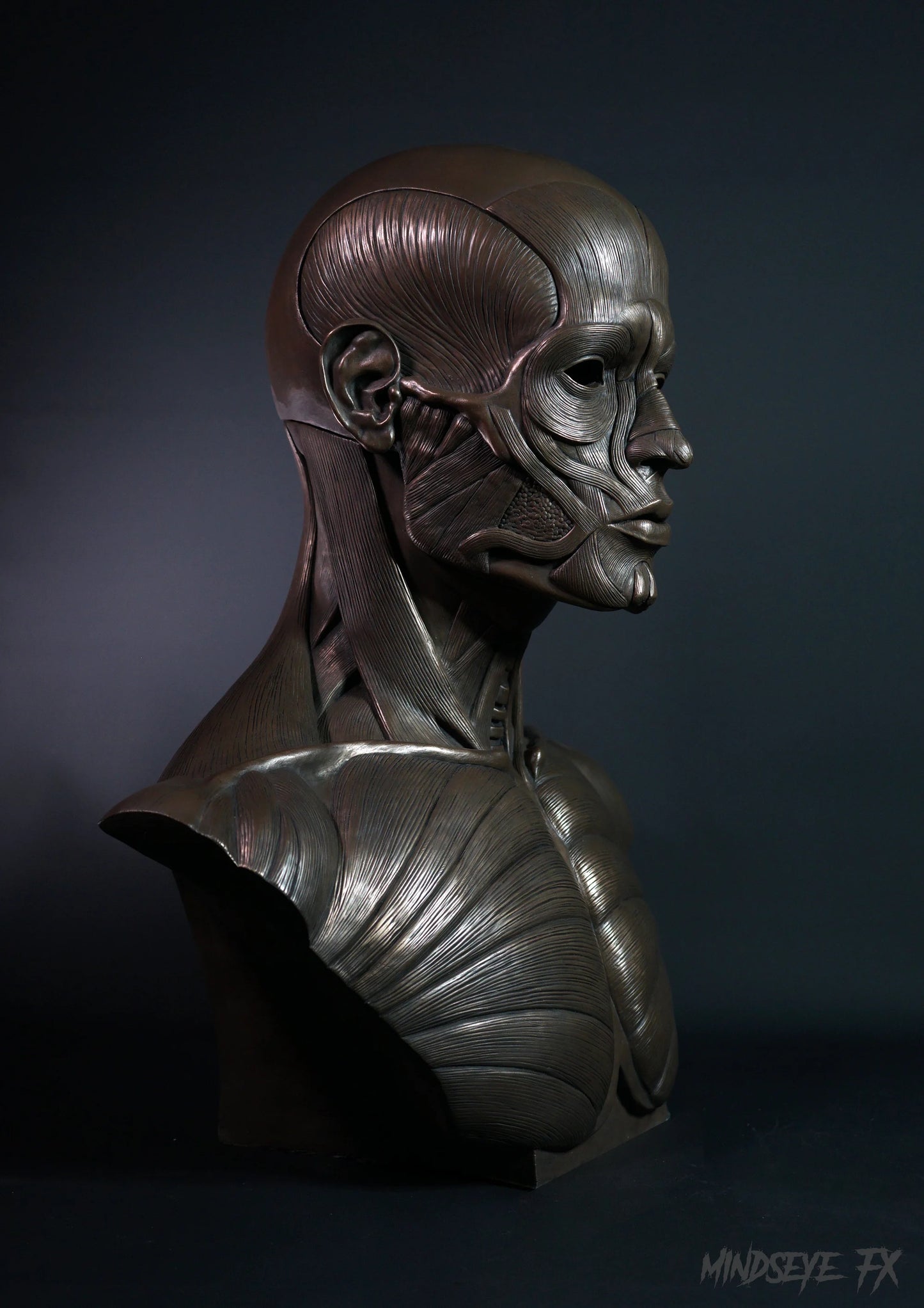 Ecorche (Life Size)