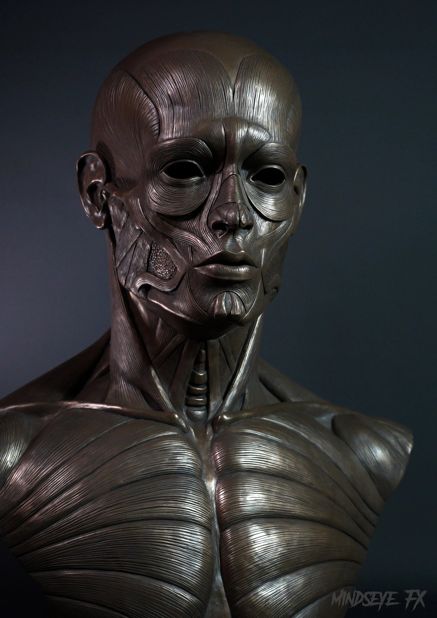 Ecorche (Life Size)