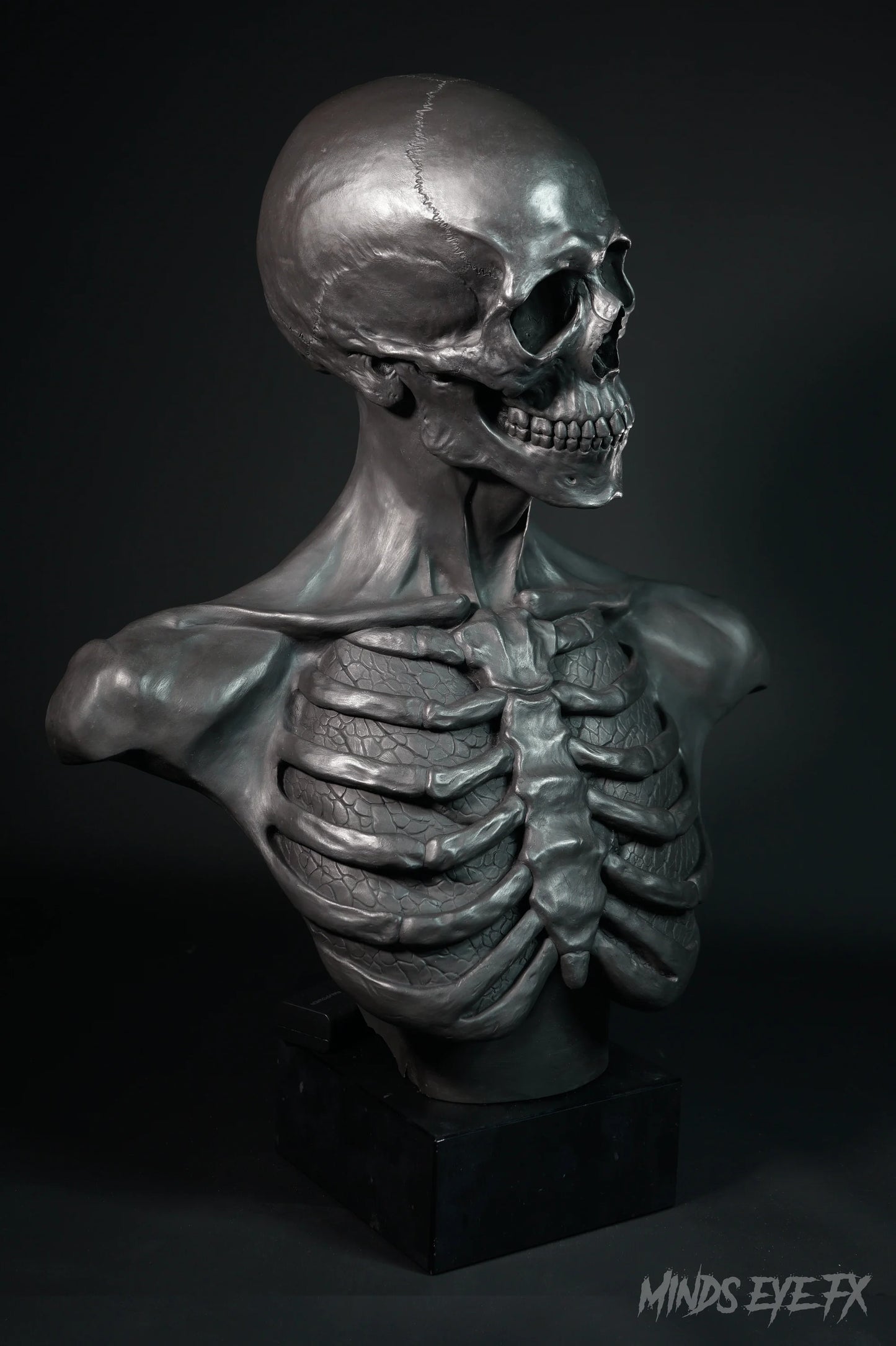 Skeletal Anatomy Bust