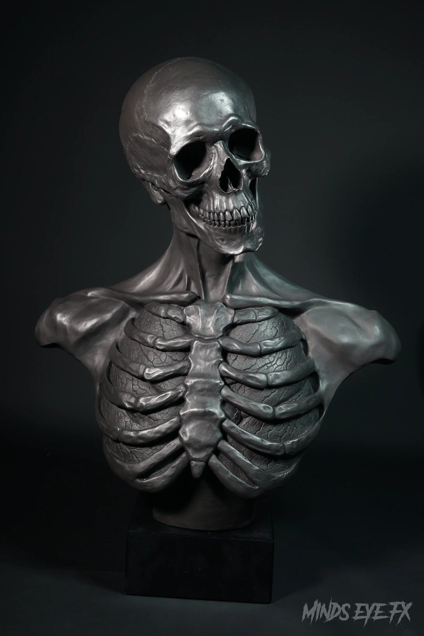 Skeletal Anatomy Bust