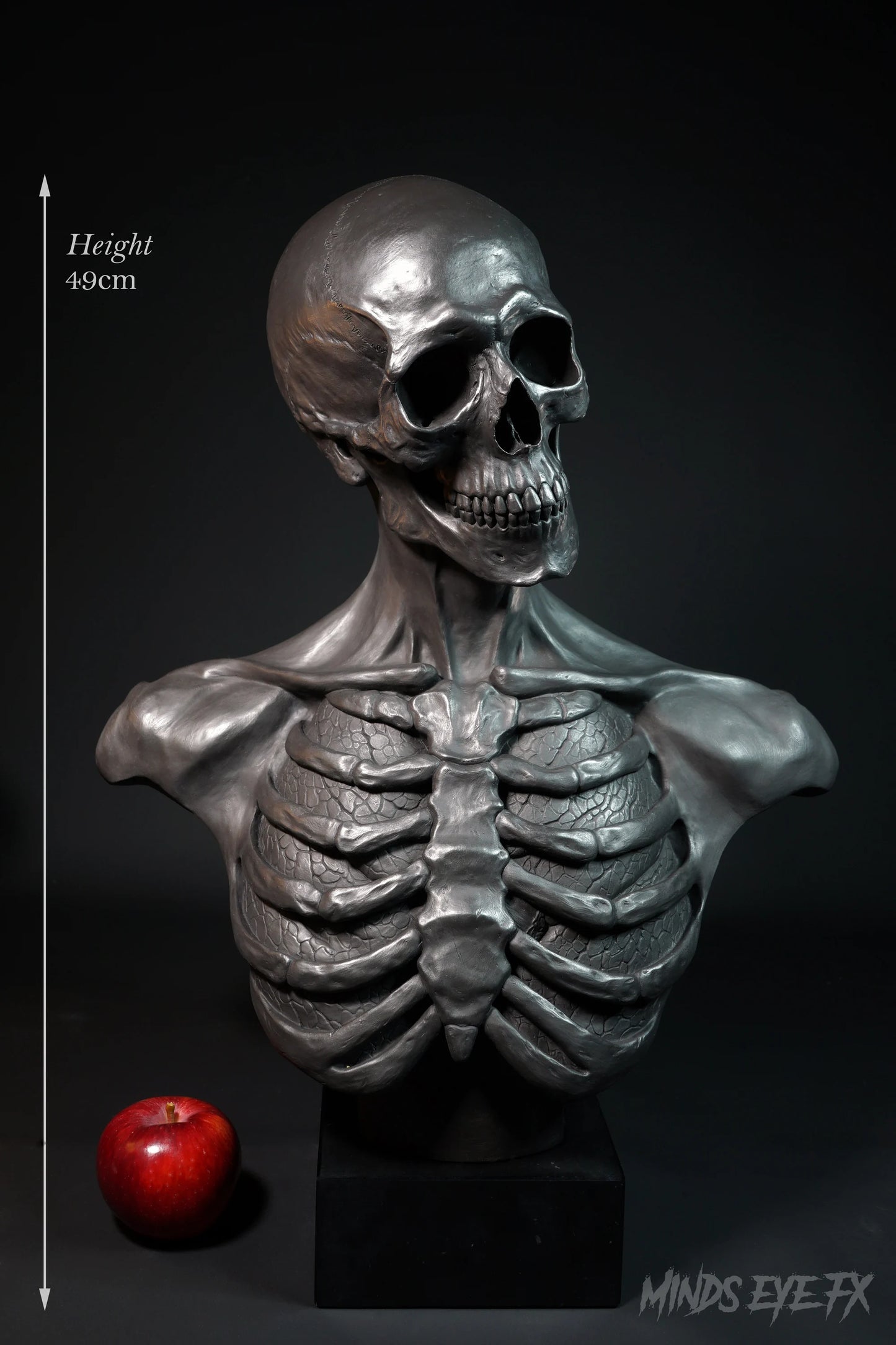 Skeletal Anatomy Bust